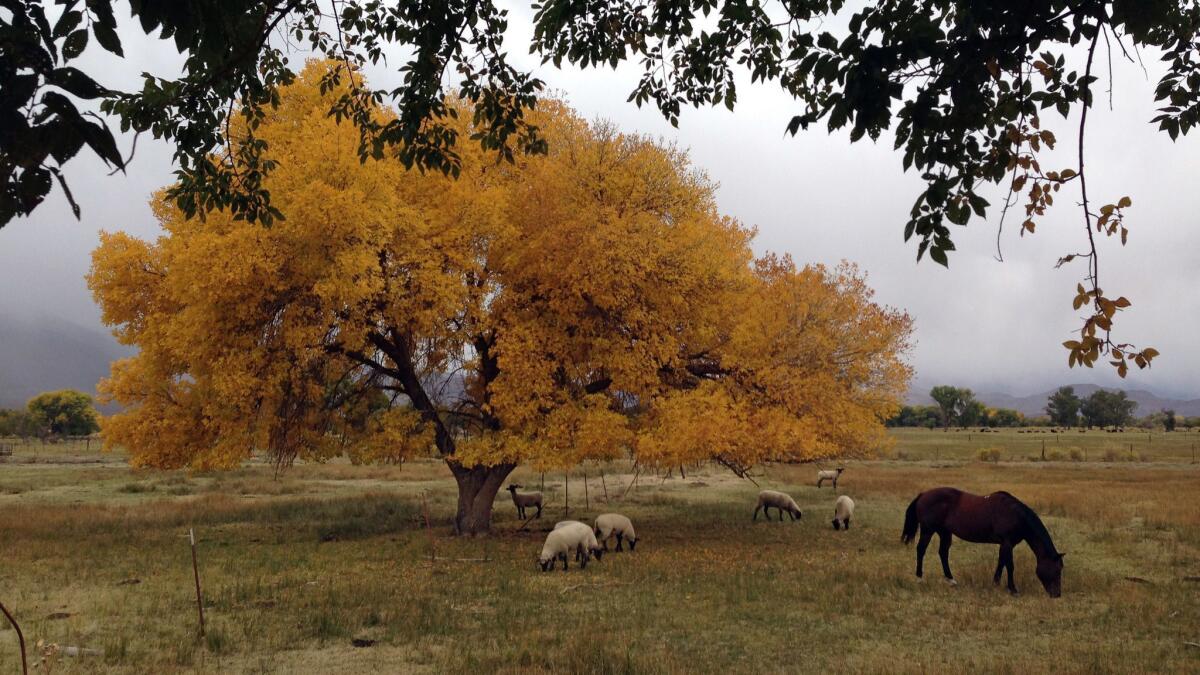 Fall colors are abundant, as sheep and horses graze in Bishop, Calif., just a car trip away.
