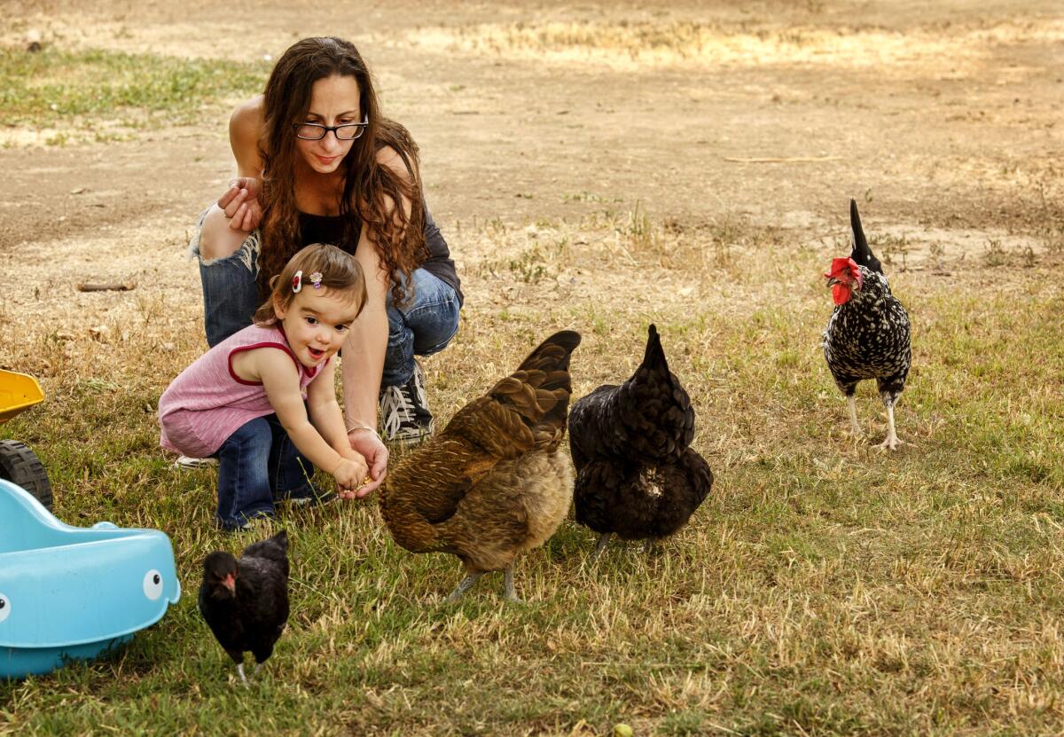 Dominique Salamone and daughter Glory feed chickens in their backyard.