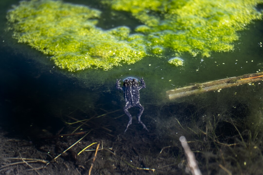 Un sapo negro flota en el agua.