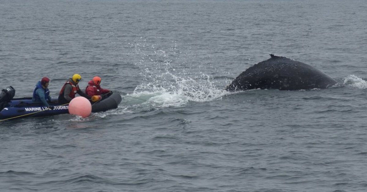 Rescuers free humpback whale entangled in fishing gear near Monterey