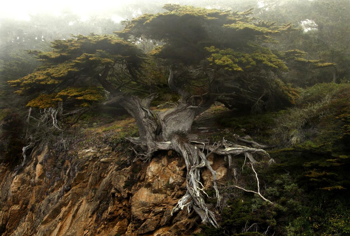 If the Lone Cypress stands for persistence, beauty and grace amid adversity, its distant cousin, the Old Veteran cypress of Point Lobos, stands for a grittier sort of staying power. The Old Veteran hunkers down on a cliff top, its trunk bleached nearly white, roots groping the air, branches splayed by the wind