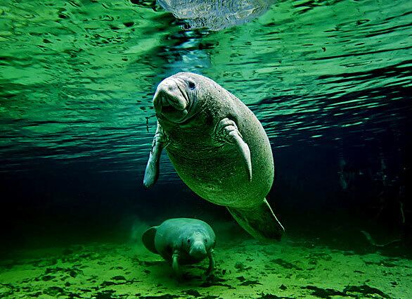 Endangered: Manatee