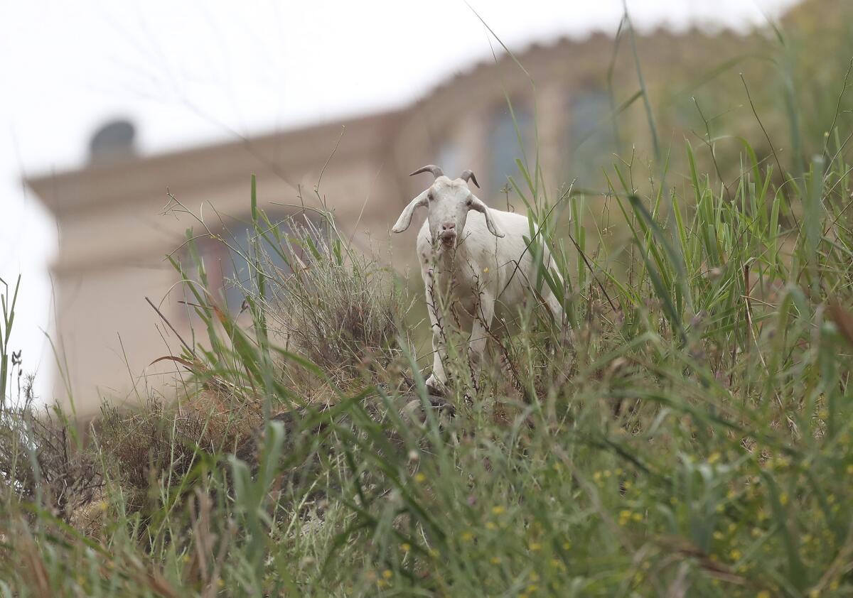 Laguna Beach uses a goat grazing program to cover 10 of its 27 fuel modification zones.