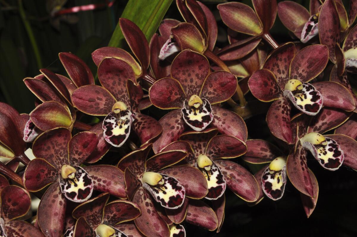 Close-up of flowering Cymbidium Art Mendoza 'Joy' orchids. 