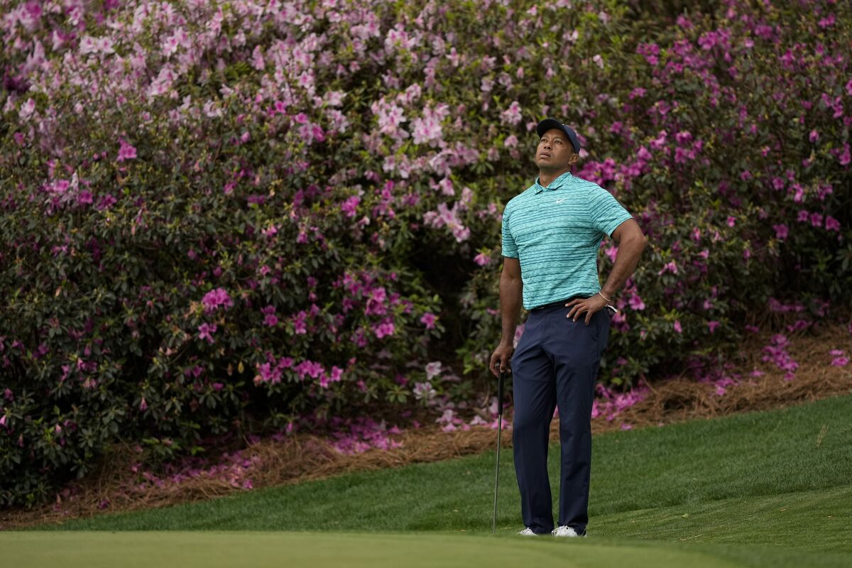 Tiger Woods waits to putt on the 13th green during the second round at the Masters golf tournament on Friday, April 8, 2022, in Augusta, Ga. (AP Photo/David J. Phillip)