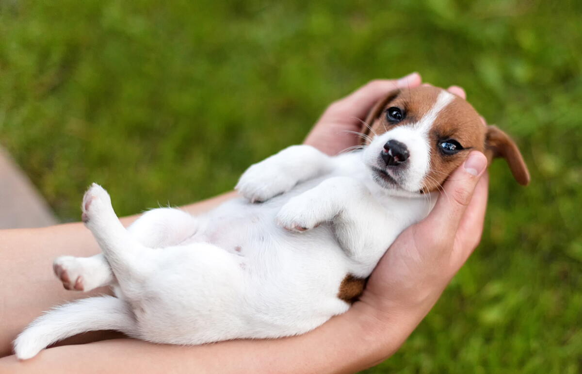 Hand Rasing Puppy How to Teach a Puppy to Enjoy Grooming and Handling - Los Angeles Times