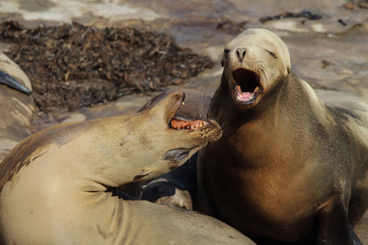 Two sea lions at La Jolla Cove
