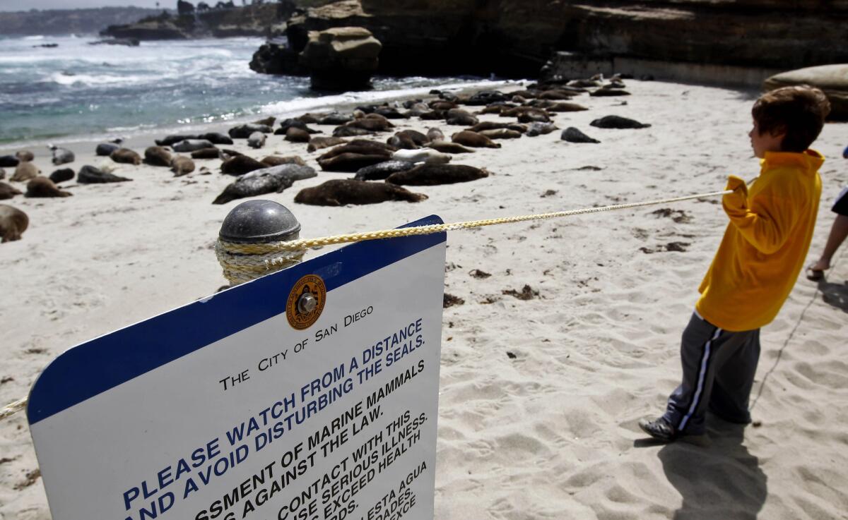 A rope barrier separates visitors from harbor seals lounging on the beach at the Children's Pool in La Jolla.