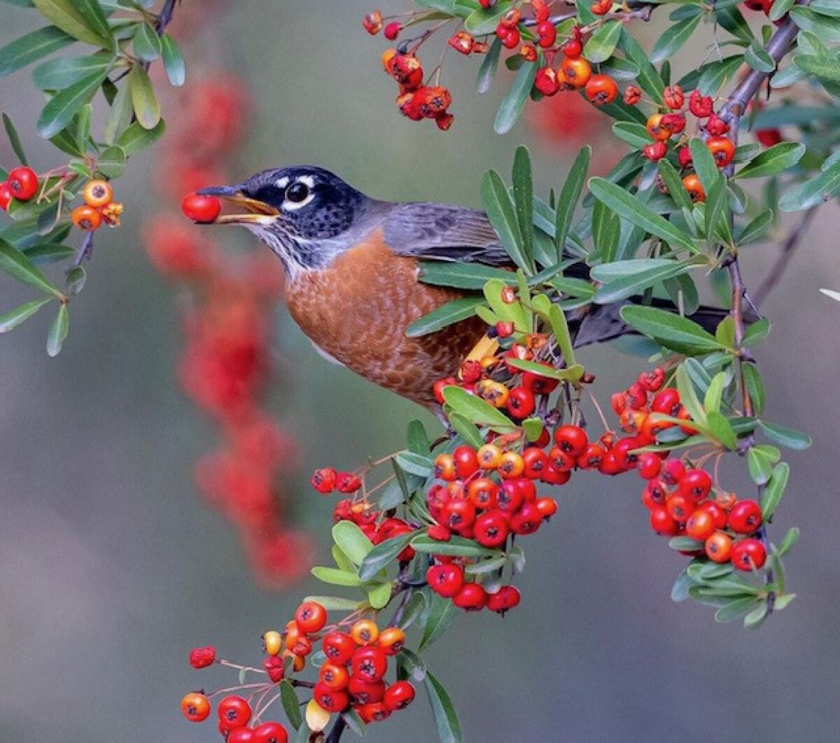 Tens of thousands of robins have flocked to San Diego County this spring, munching on berries.