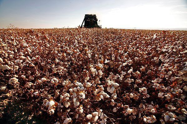Cotton boom
