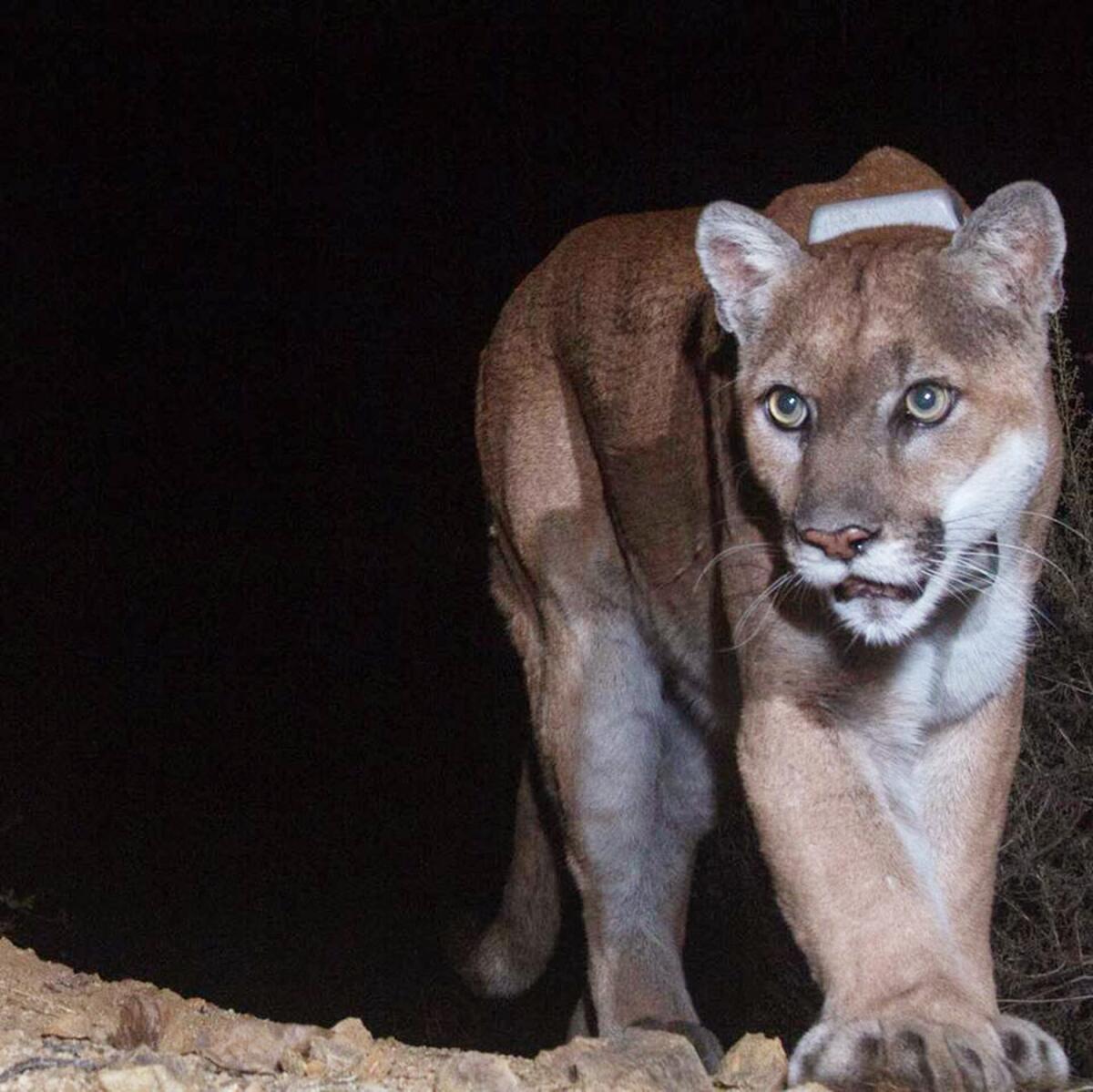 P-22 prowls Griffith Park