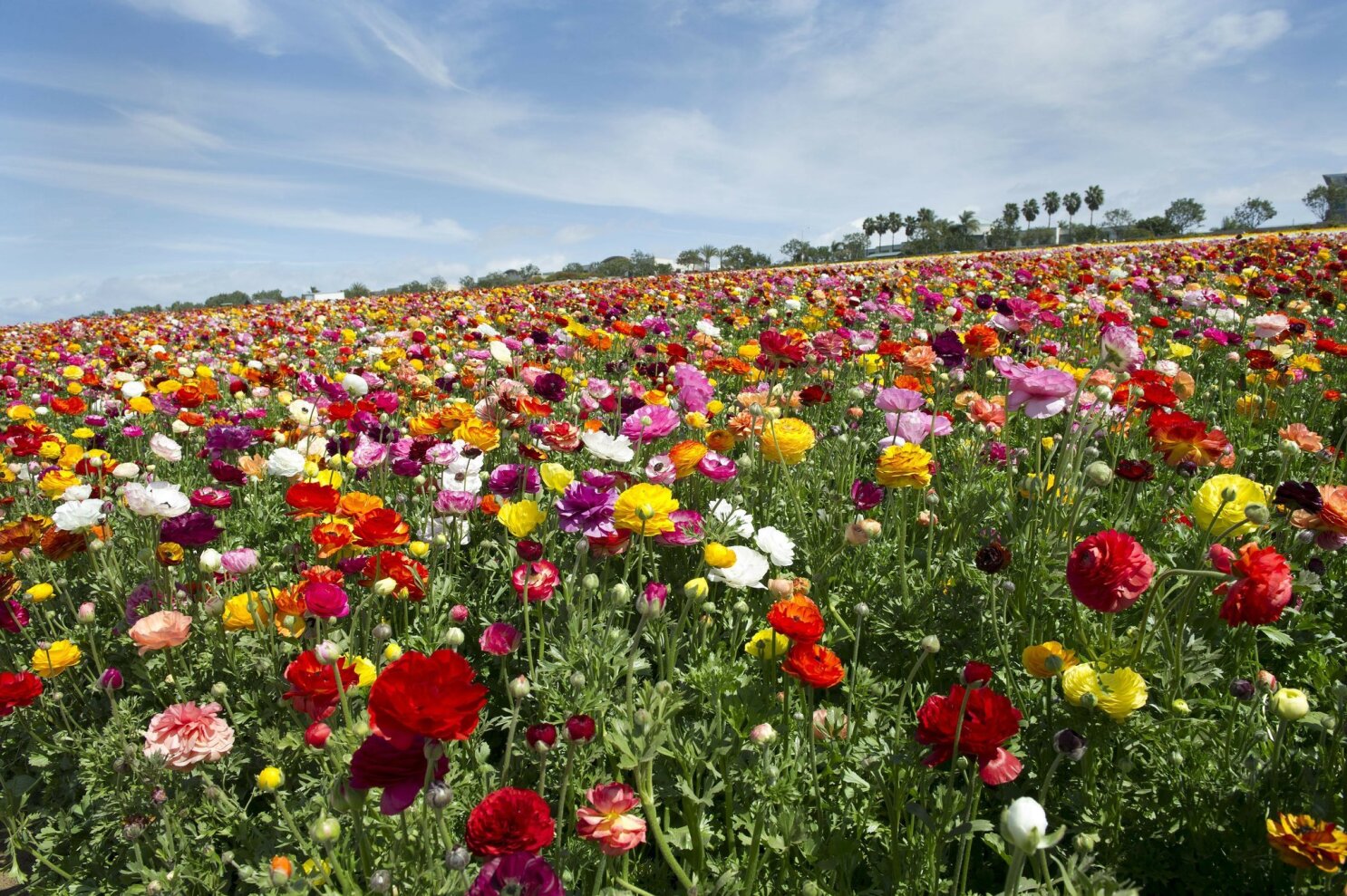 Carlsbad Flower Fields Prepped For Spring S Arrival The San Diego Union Tribune