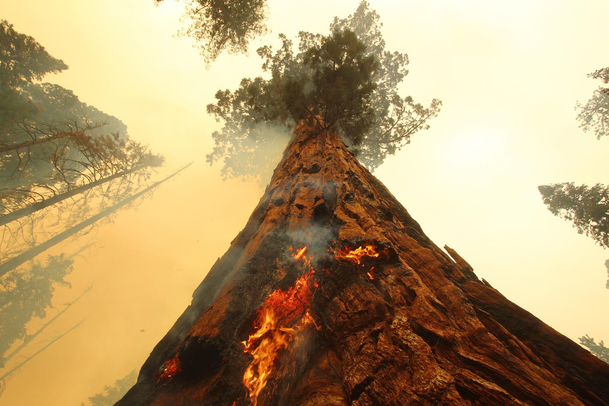 The Windy fire burns in Sequoia National Forest.