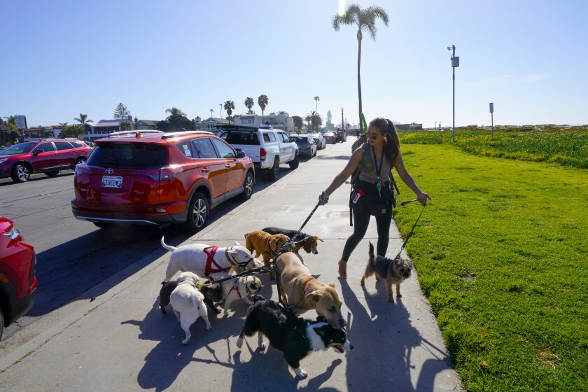 A woman holding a leash with 10 dogs walks to the beach.