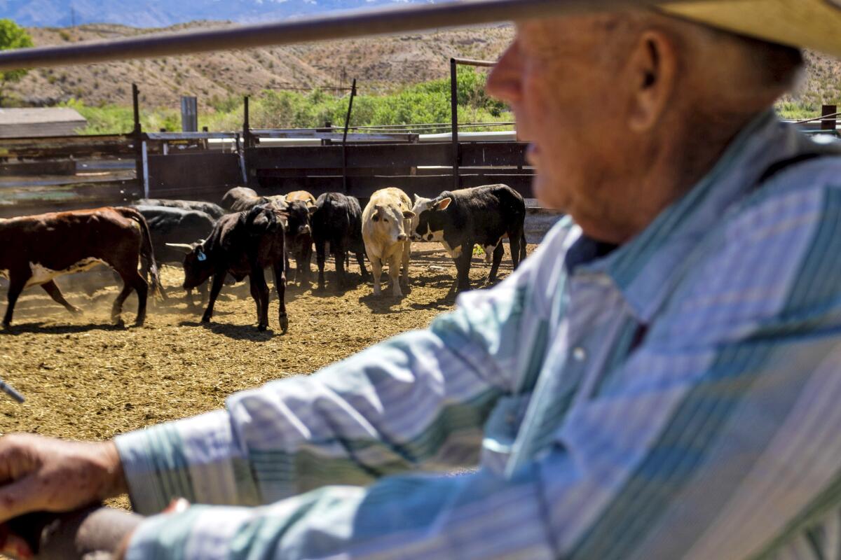 Cliven Bundy stands in a cattle pen at his ranch near cattle.