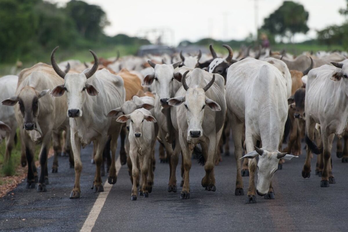 Cattle in western Brazil.