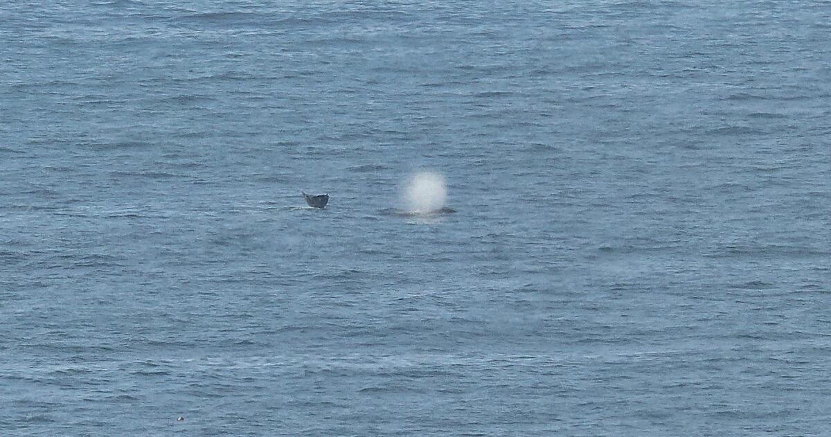 A whale's fluke and a blow can be seen with cameras and binoculars from the Palos Verdes Peninsula. This is a no-cost way to see the Pacific gray whales that migrate 10,000 miles between Mexico's Baja Peninsula and Alaska.