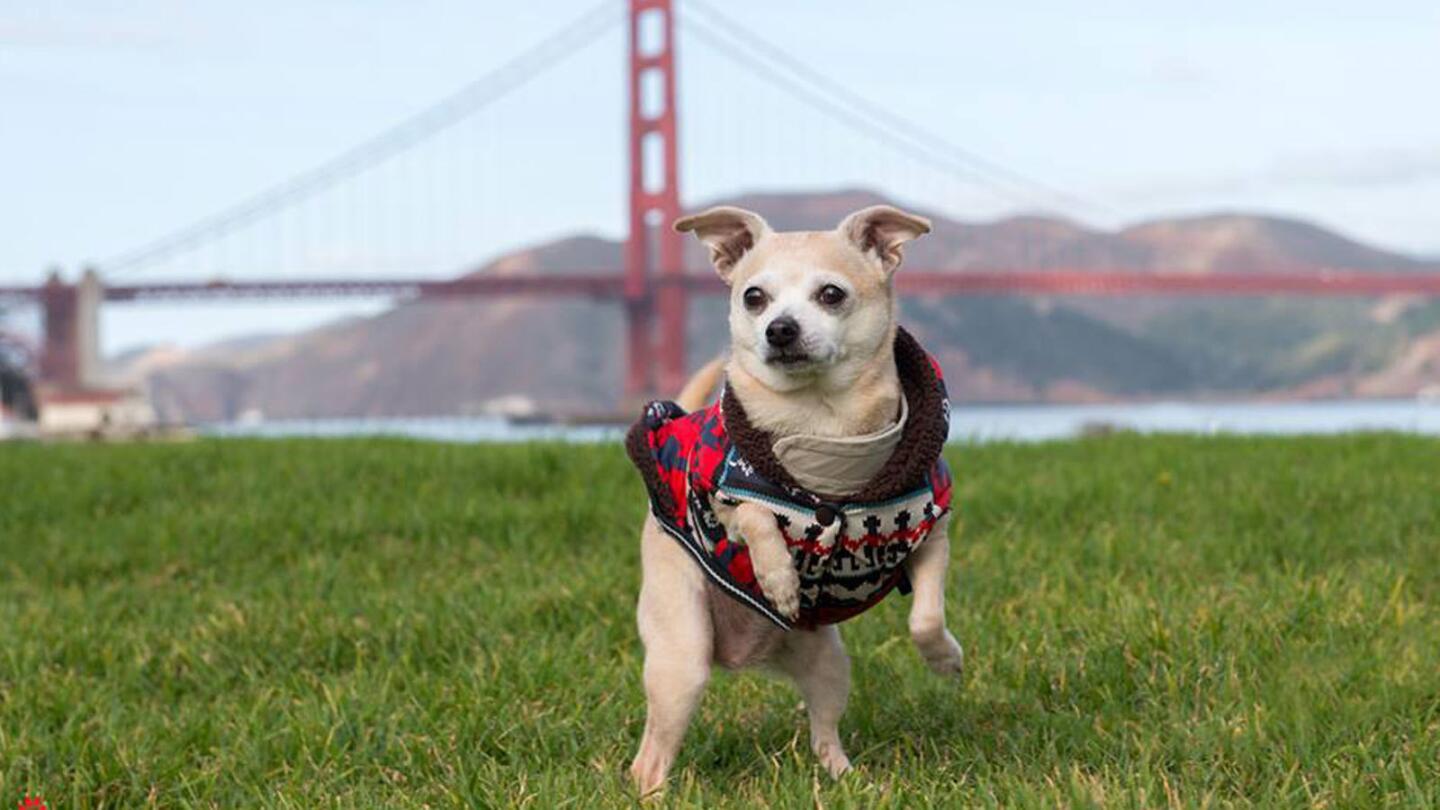 Memorable animal stories of 2014: Frida the dog is S.F. mayor for the day