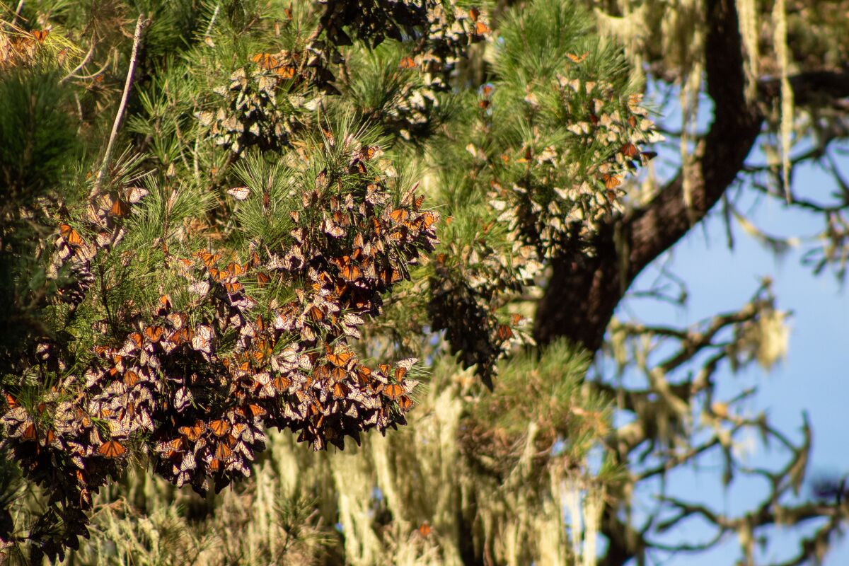 Clusters of orange monarch butterflies in high tree branches.