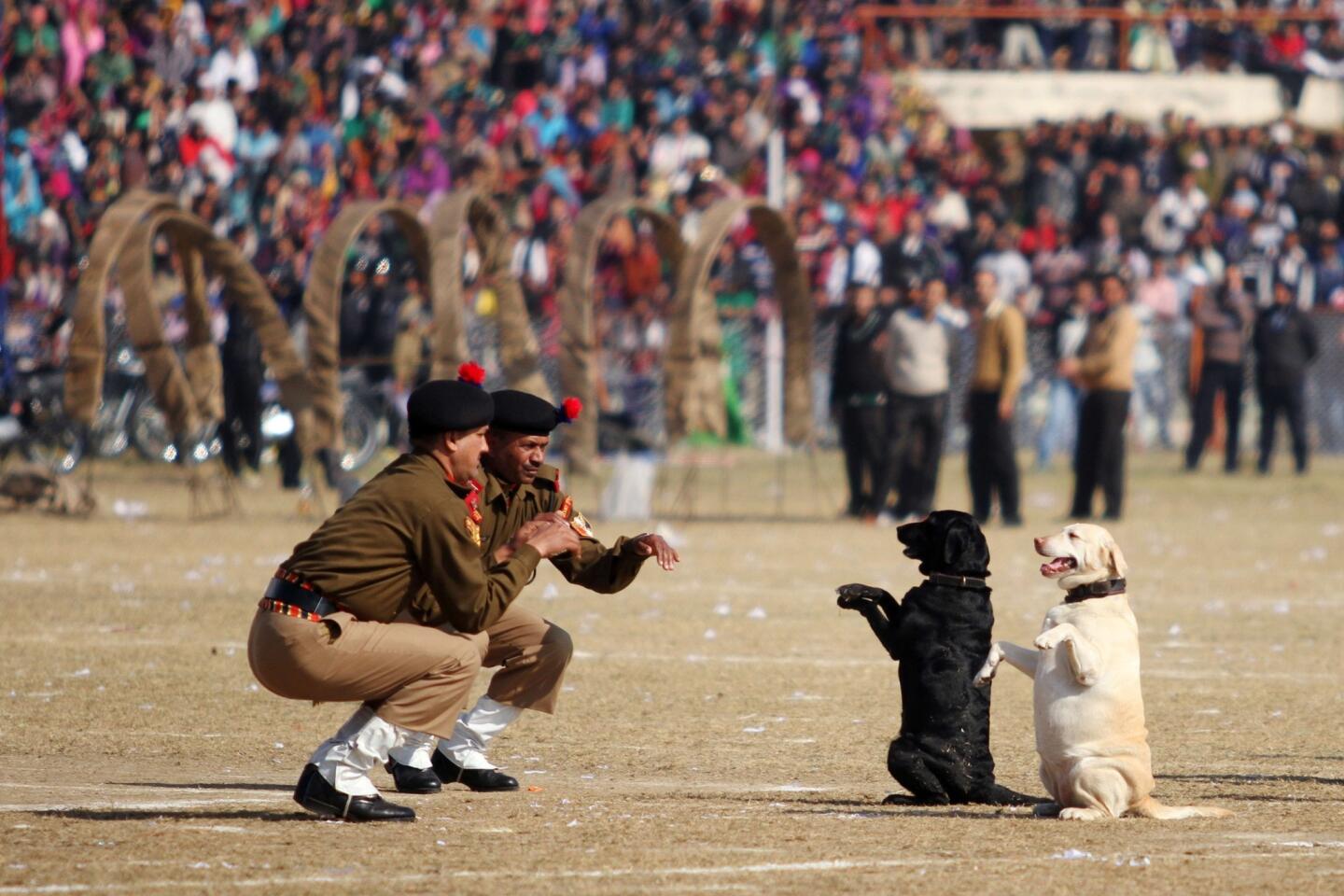 Security Force dogs
