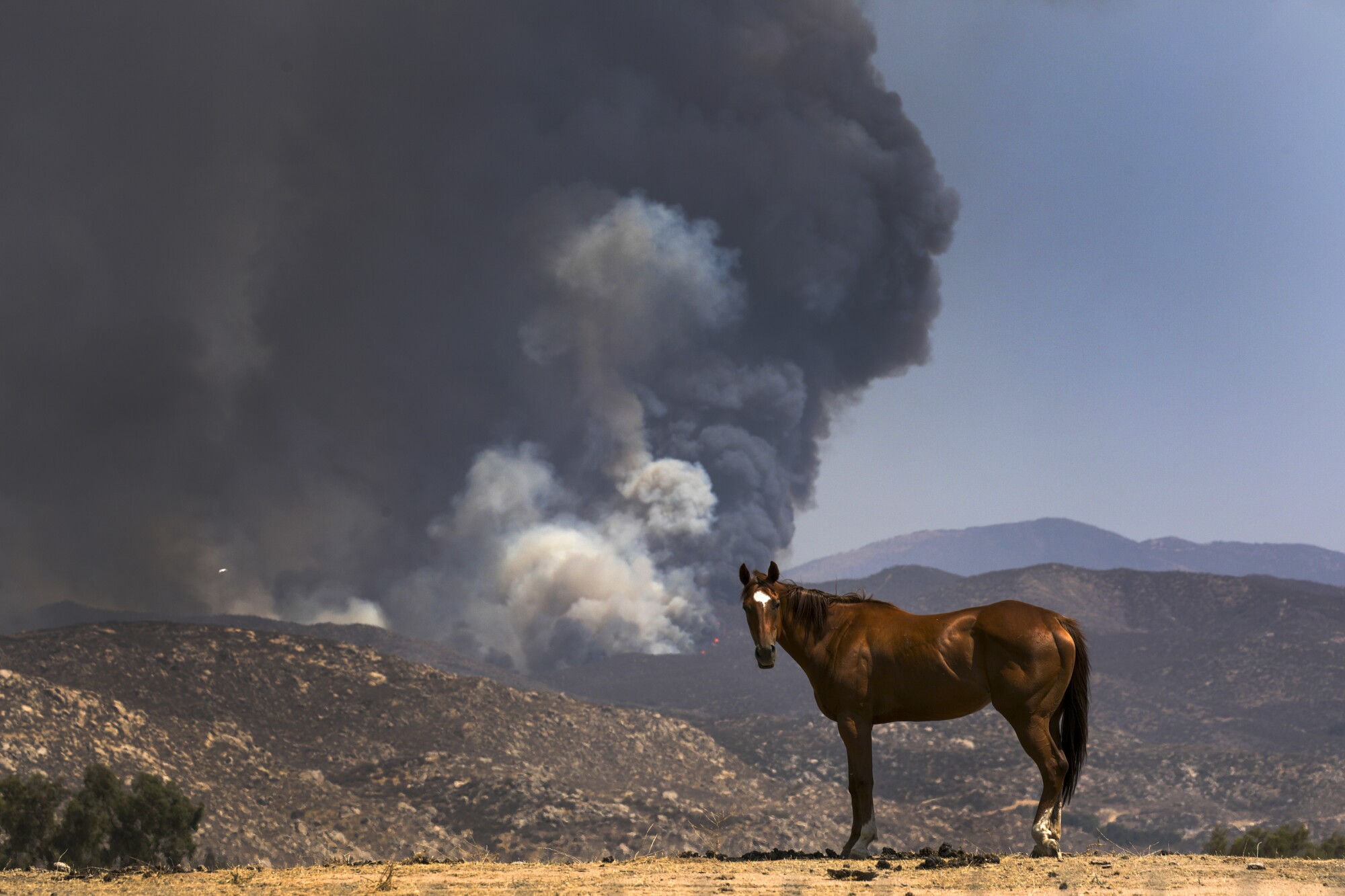 A horse stands along State Street as heavy smoke billows from the Fairview fire