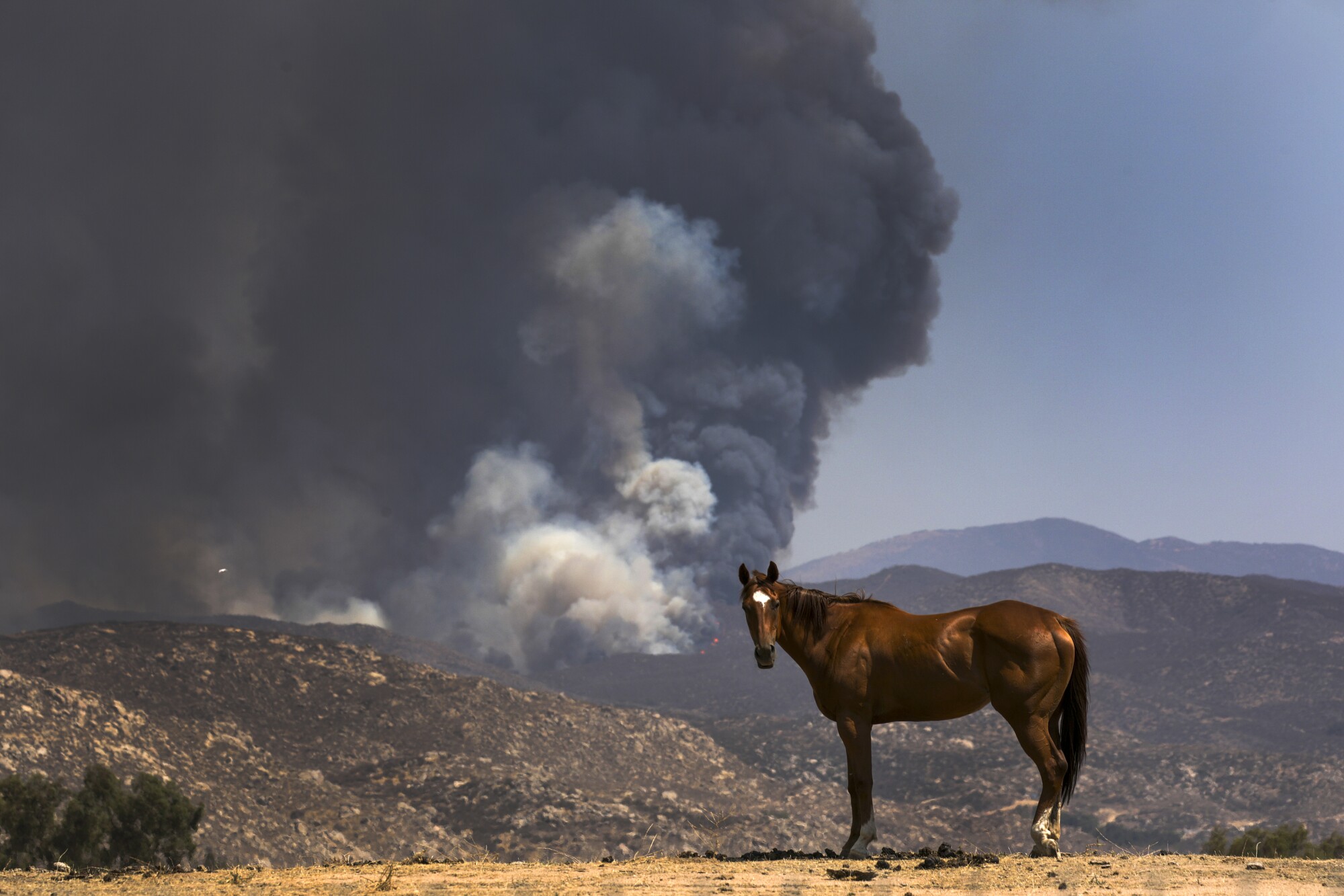 A horse stands along State Street as heavy smoke billows from the Fairview fire  