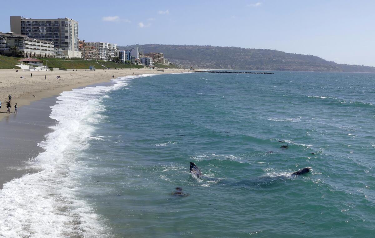 En esta fotografía del 30 de marzo de 2016, ballenas nadan cerca de Redondo Beach en California. (Brad Graverson/The Daily Breeze vía AP).