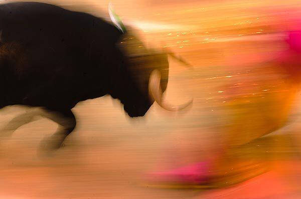 A bull charges at the Las Ventas bullring in Madrid. The parliament of Catalonia is expected to vote on a law this week to abolish bullfighting.