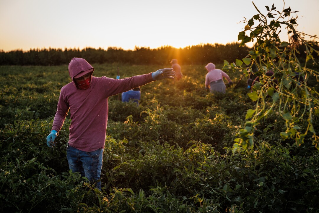 Farmworkers weed a tomato field in French Camp