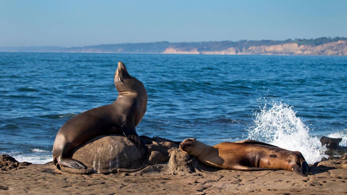 California sea lions and seals rest on rocks of the La Jolla Marine Reserve in 2016.