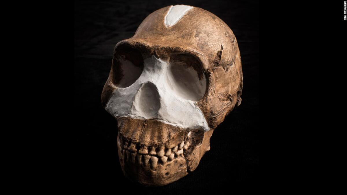 Homo naledi skull (John Hawks / Wits University)