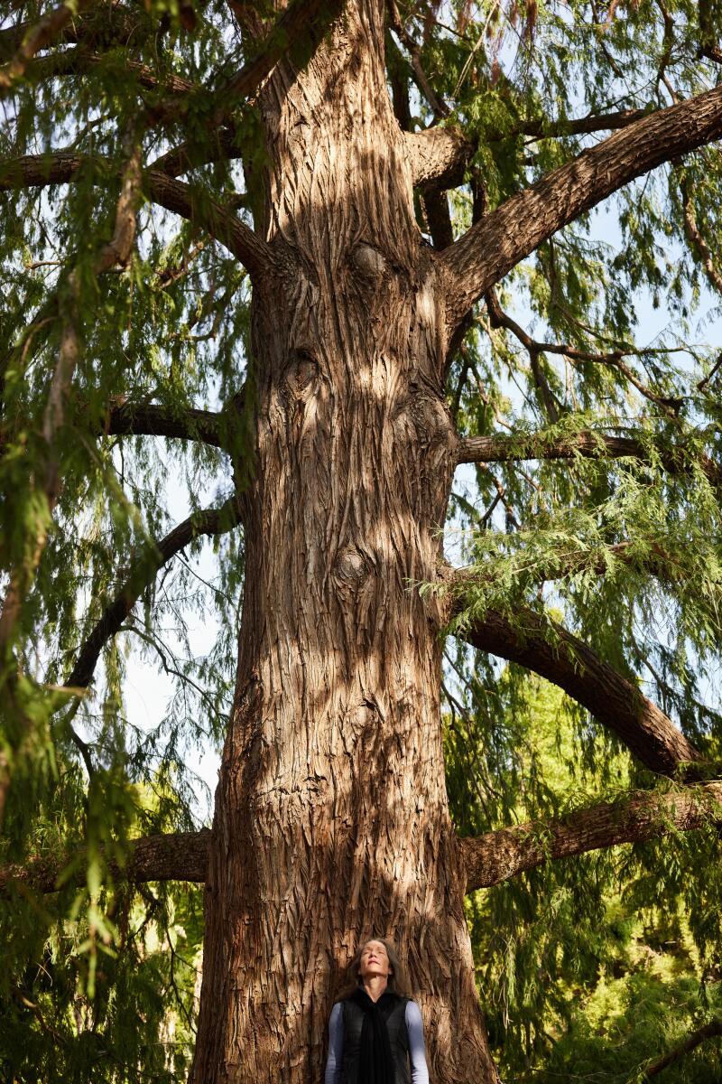 Uma mulher medita encostada a uma grande árvore num bosque de ciprestes em Huntington.