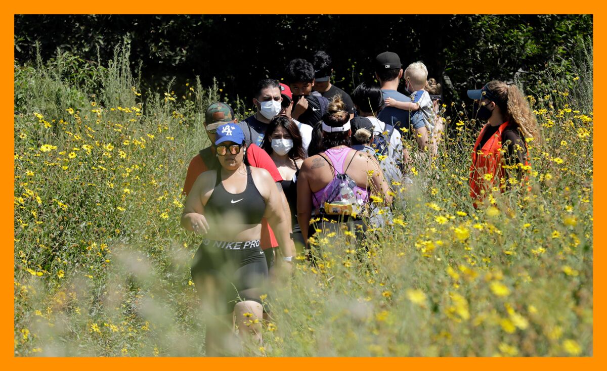A group of people in sportswear trek through fields of yellow flowers at Eaton Canyon Natural Area Park.