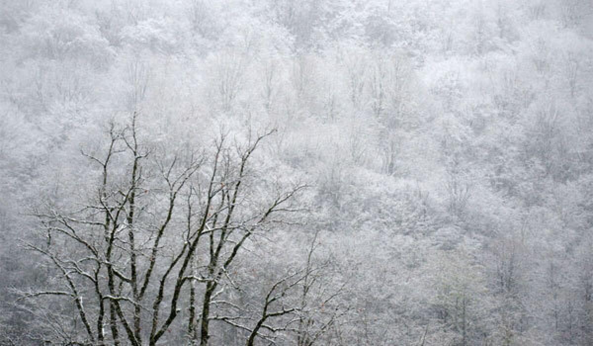 Snow covers the trees on a mountain side in Krasnaya Polyana near the Black Sea resort city of Sochi 2013.