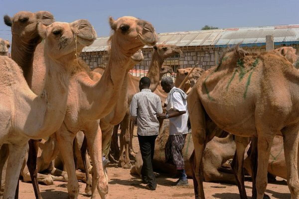 The other dark meat? Camels at market in Somaliland.