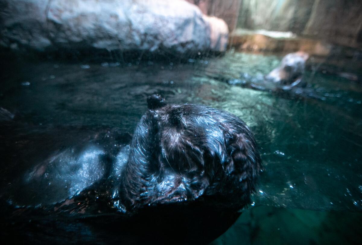  Four-year-old Sea Otter pup Millie swims in her new habitat at the Aquarium of the Pacific.