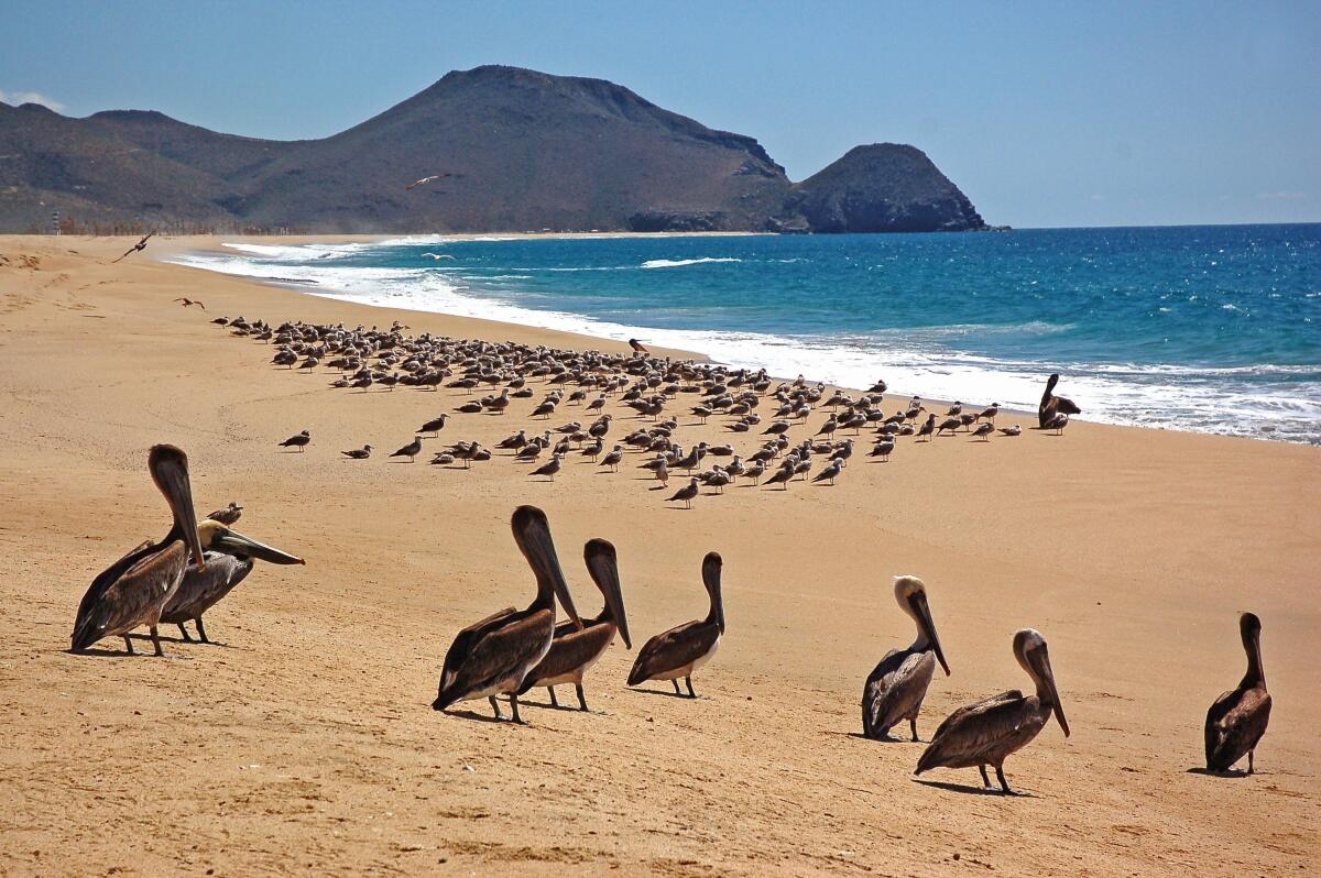 A flock of seabirds on a beach with hills in the background