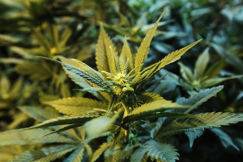 Vermont became the 17th state to decriminalize possession of small amounts of marijuana.