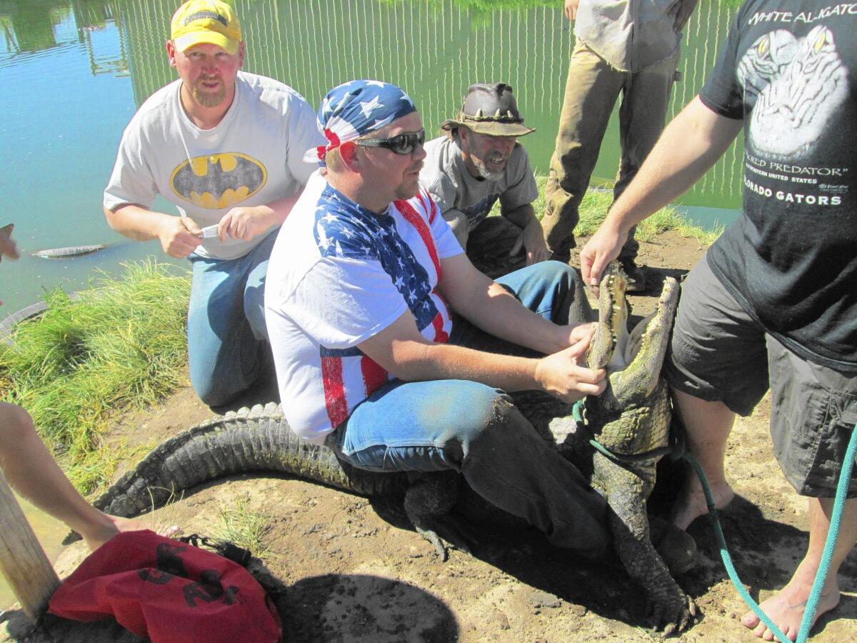 Bill McDougall holds down an alligator while Roger Wunsch, left, and Jay Young medicate its wounds. The facility says it uses its alligator wrestling customers to help it examine and treat its 300 reptiles.