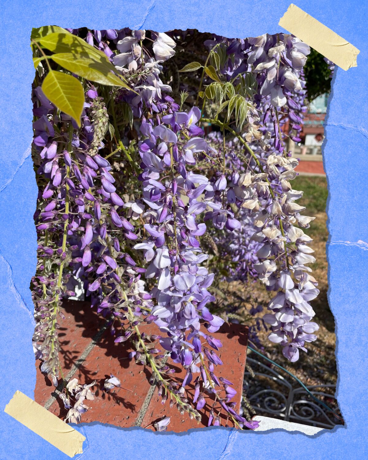 Look for wisteria blooming in home gardens around L.A.