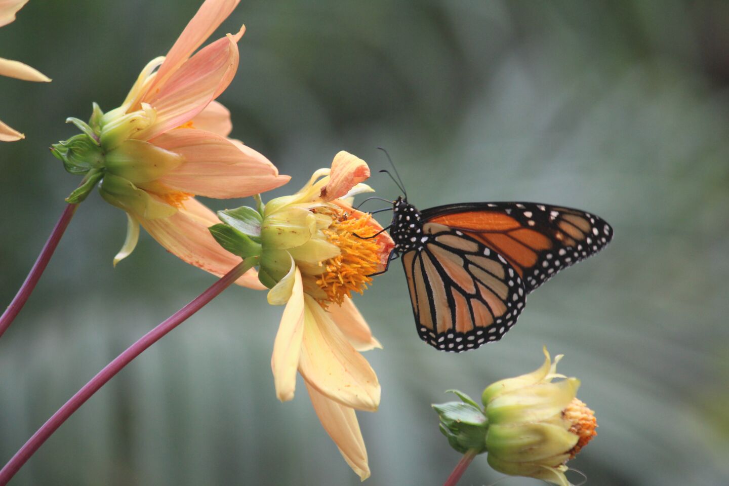 Charles Doyle monarch butterfly.jpg