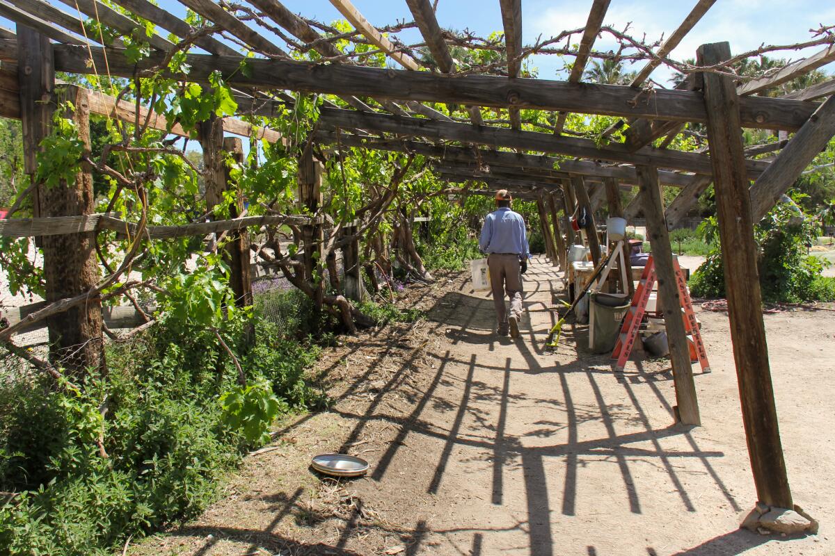 Farm manager Josh Nash walks under the grape arbor at Faultline Farm as it's starting to leaf out.