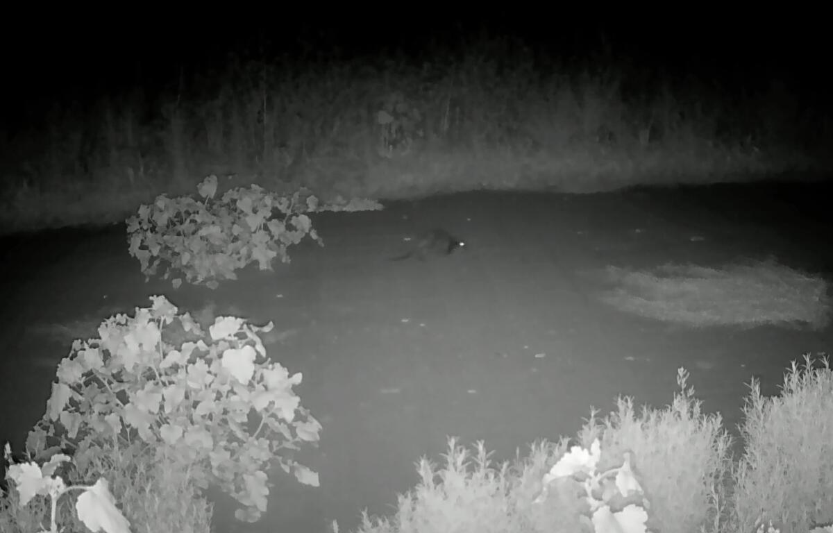 A beaver pup spotted in the Palo Alto area for the first time in decades.