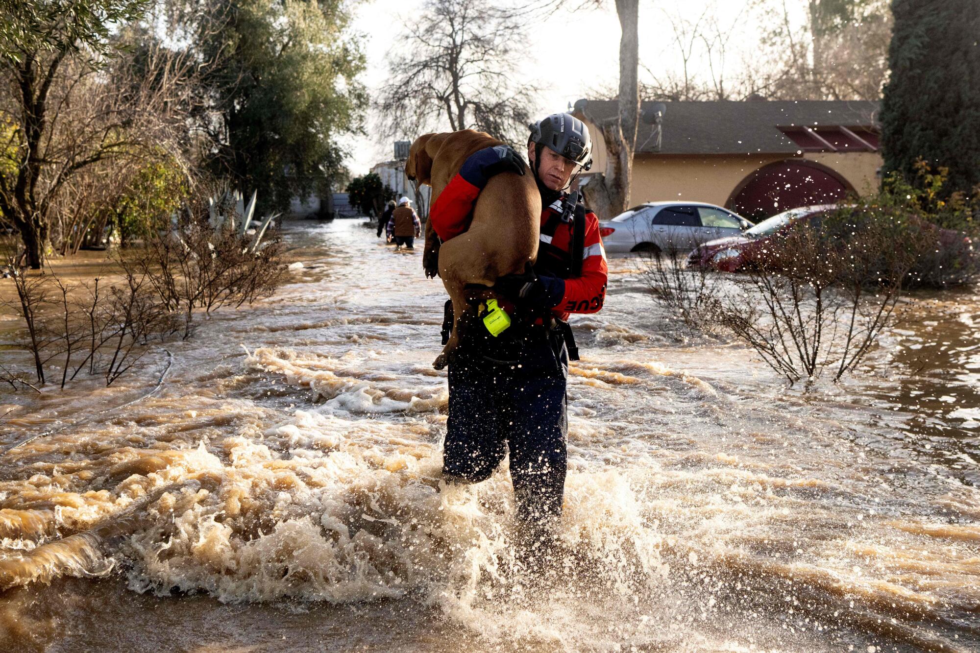 San Diego firefighter Brian Sanford rescues a dog from a flooded home in Merced