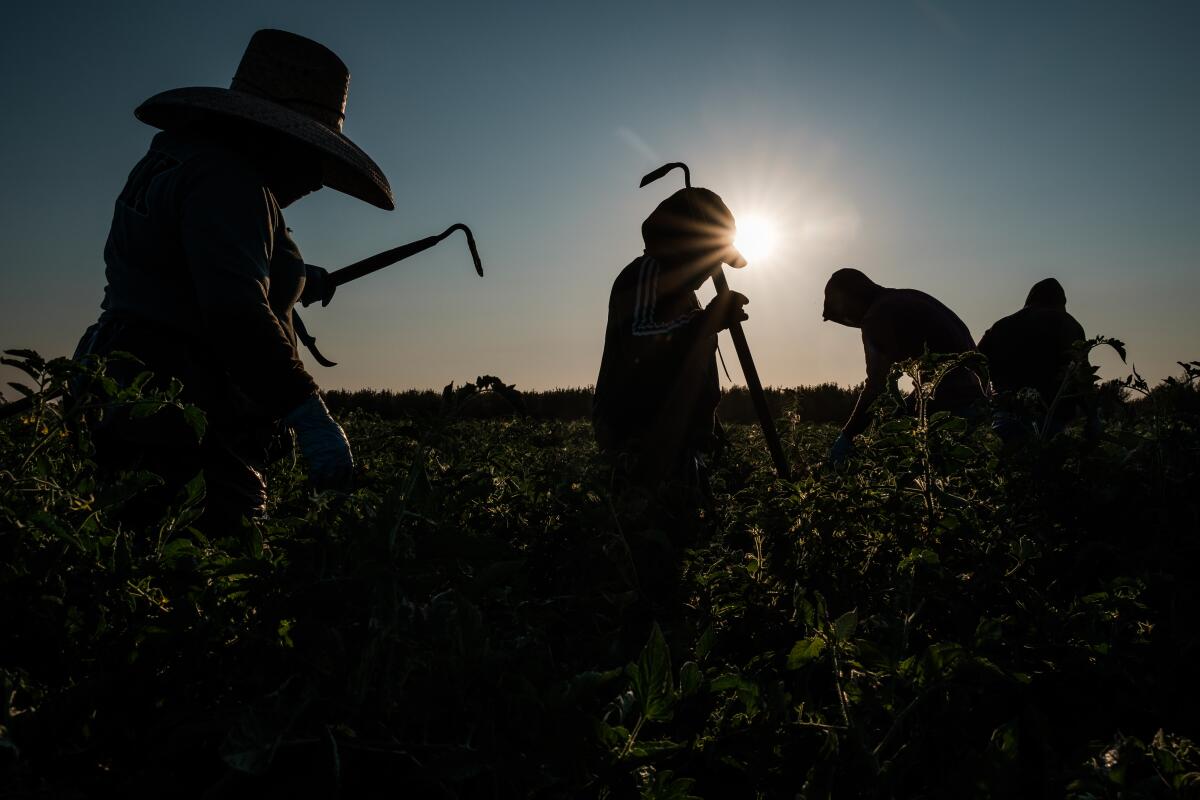 Farmworkers weeding a tomato field last year. 