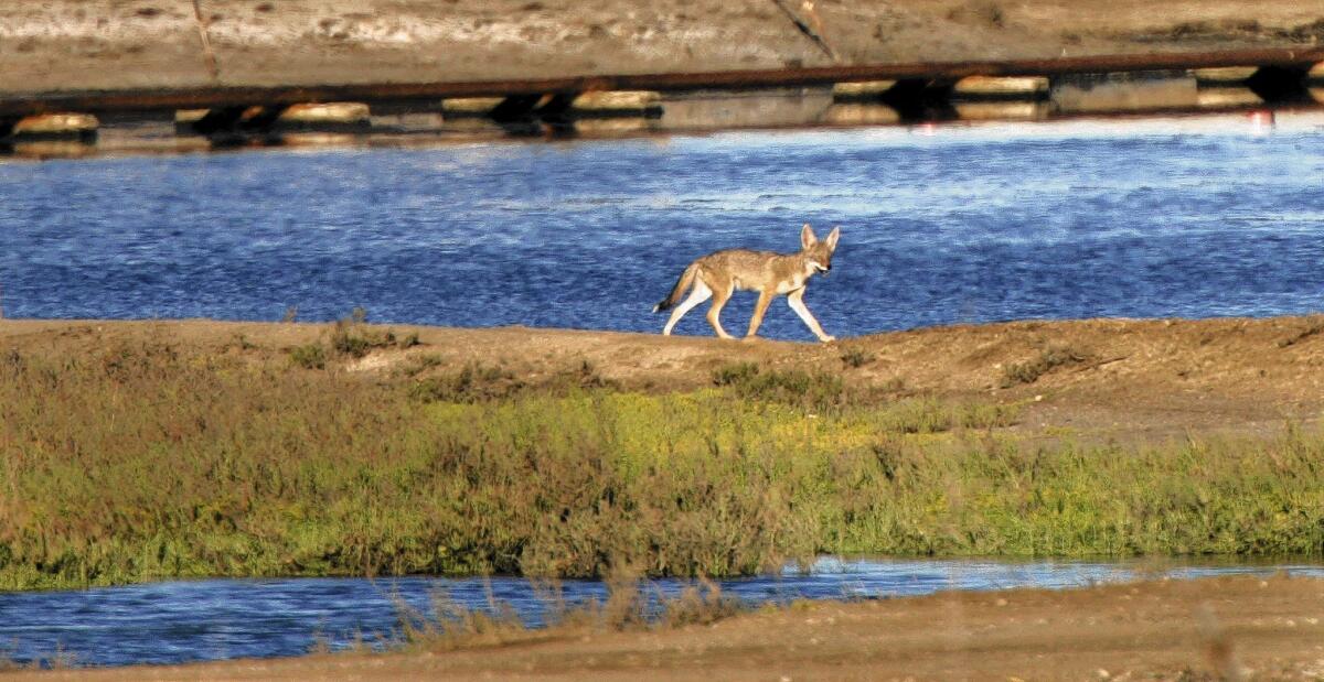 Coyotes are often targets of U.S. Wildlife Services if they attack cattle or farm animals. But some former agency workers, biologists and members of Congress question the agency's methods and the cost to taxpayers.