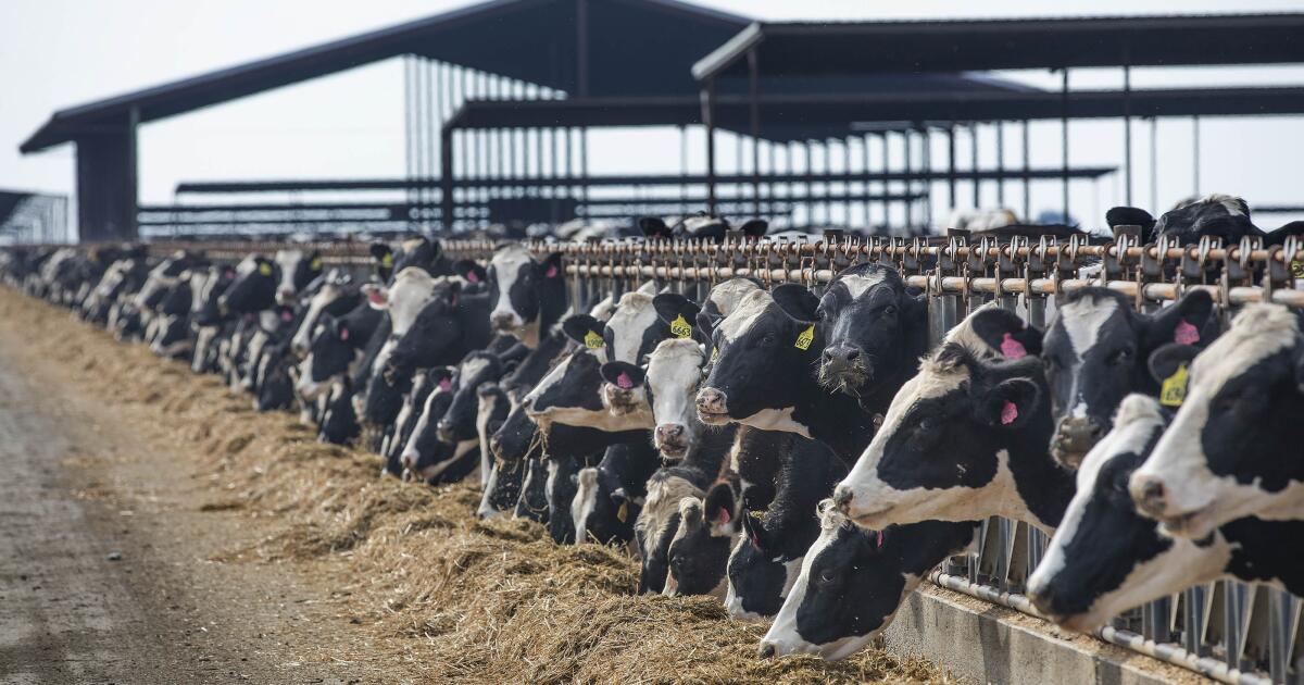 Les amateurs de lait cru ne se sentent pas intimidés par le risque de grippe aviaire dans les produits laitiers