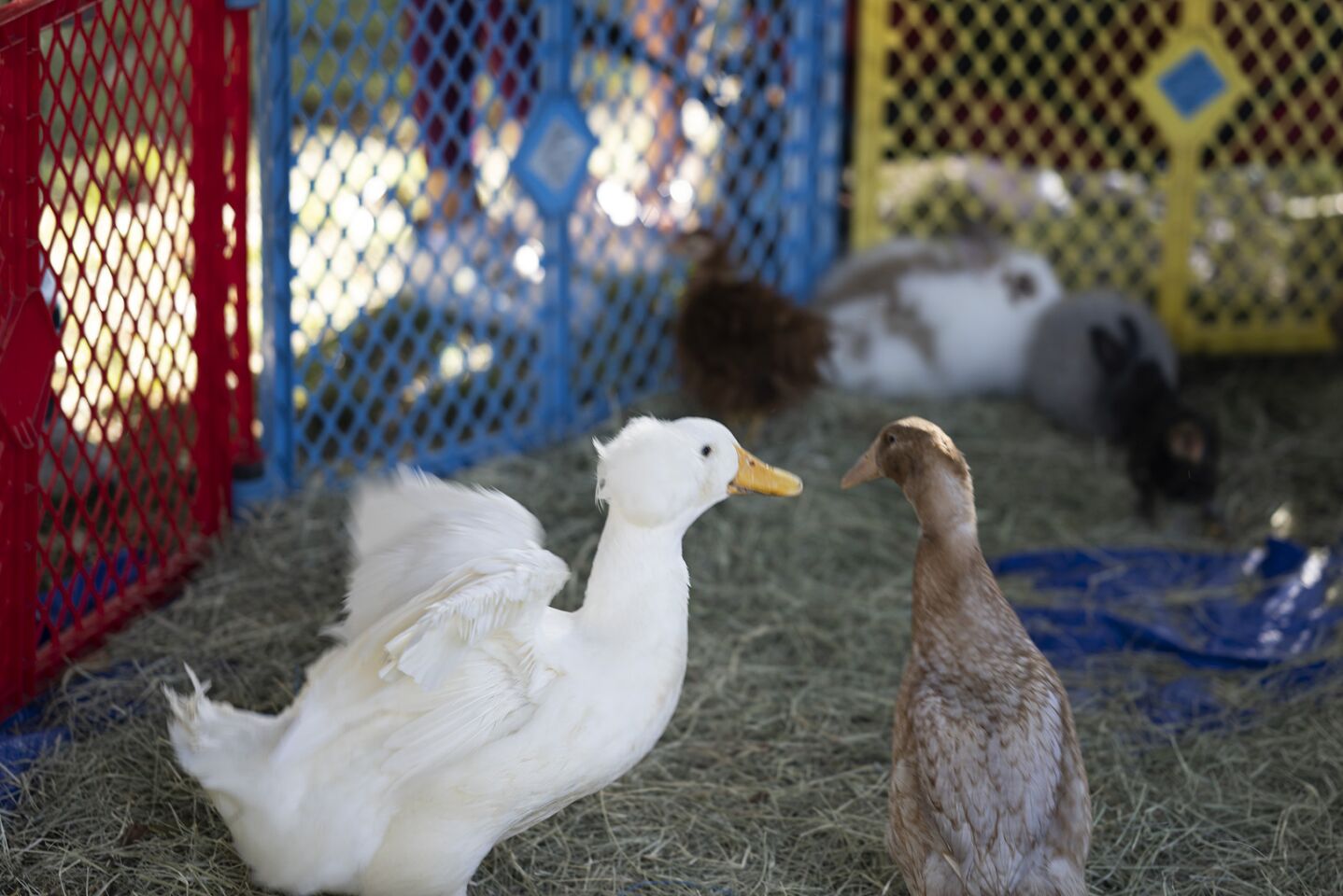 The petting zoo at the Del Mar Heights Harvest Festival