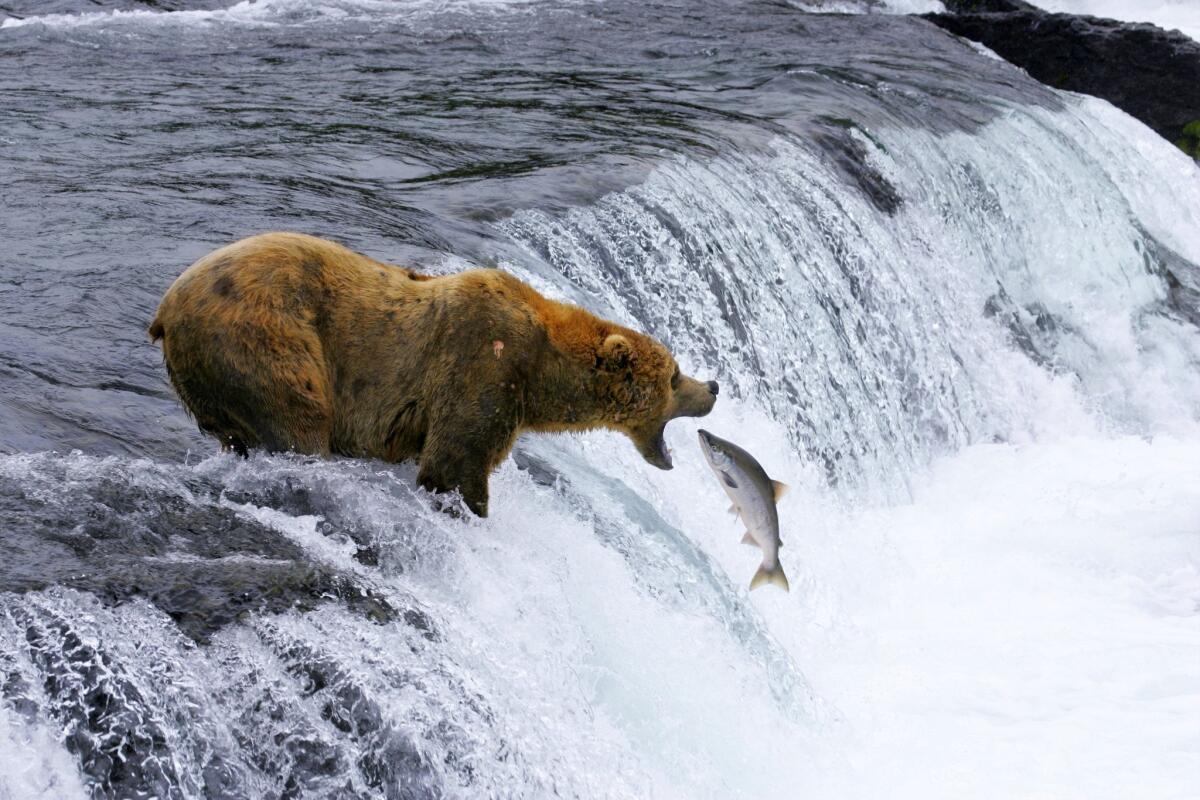 This undated image provided shows a brown bear catching salmon in Katmai National Park and Preserve in Alaska, shot in slow motion with a telephoto lens. The image appears in "National Parks Adventure."
