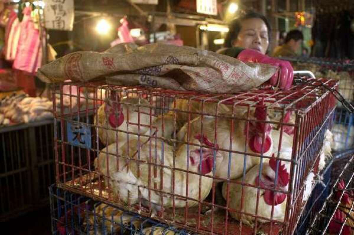 Chickens await slaughter at a poultry market in Taipei, Taiwan. A 20-year-old Taiwanese woman is the first human known to be sickened by the H6N1 influenza strain, which came from chickens.